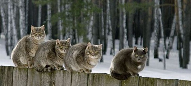 10 интересных фактов о кошках