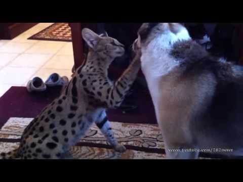 Сервал и Hемецкая овчарка