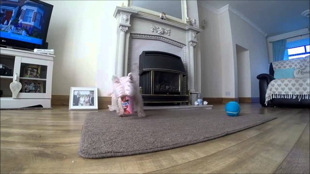 Песик оказался в ловушке