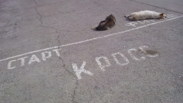 Забег (залег)