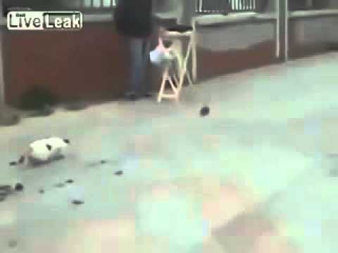 Кот на мгновение потерял смысл жизни