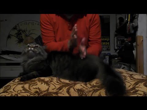 Этот кот любит погорячее