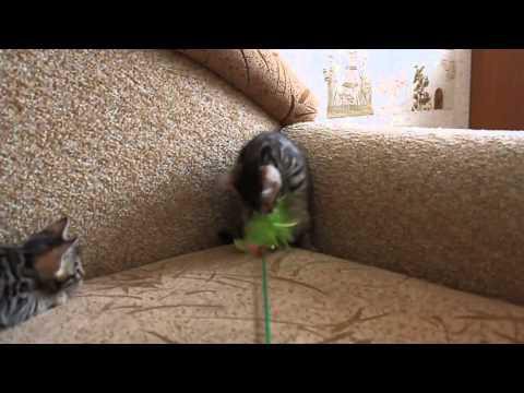 Бенгальские котята играют