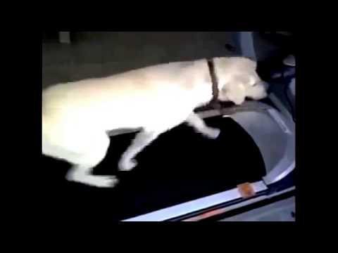 Забавные щенки