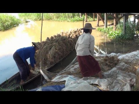 Примитивный сбор зерновых