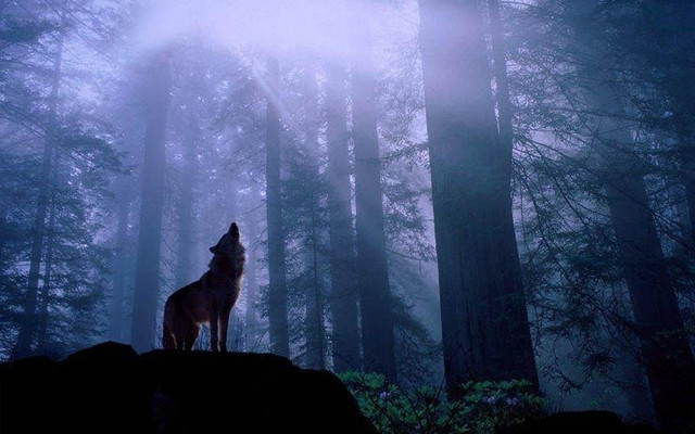 "Удачная на днях была охота"