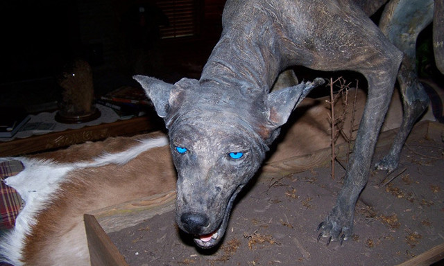 "Чупакабра" из Поволжья