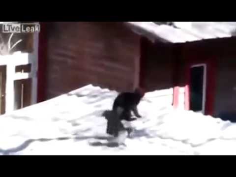 Самые хитрые, коварные и обесбашеные птицы - ВОРОНЫ