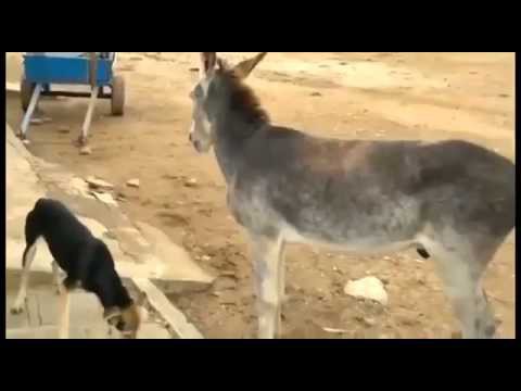 смешная драка осёл и собака