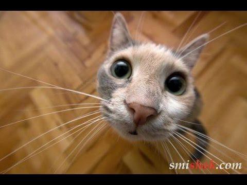 Подборка смешных видео 