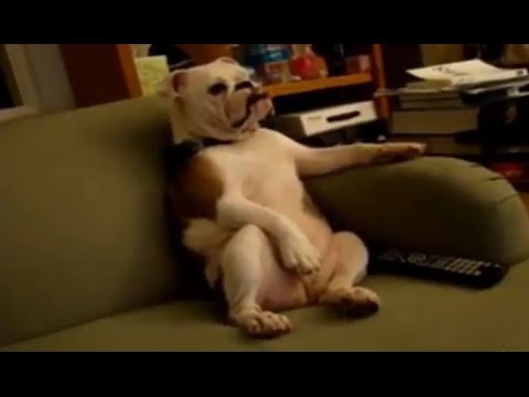 Самое смешное видео