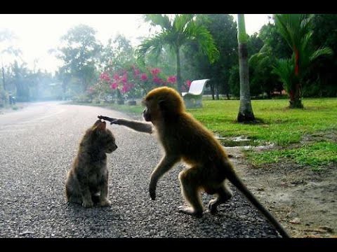 обезьяна и кот