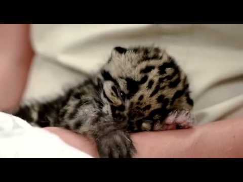  Котенок дымчатого леопарда 