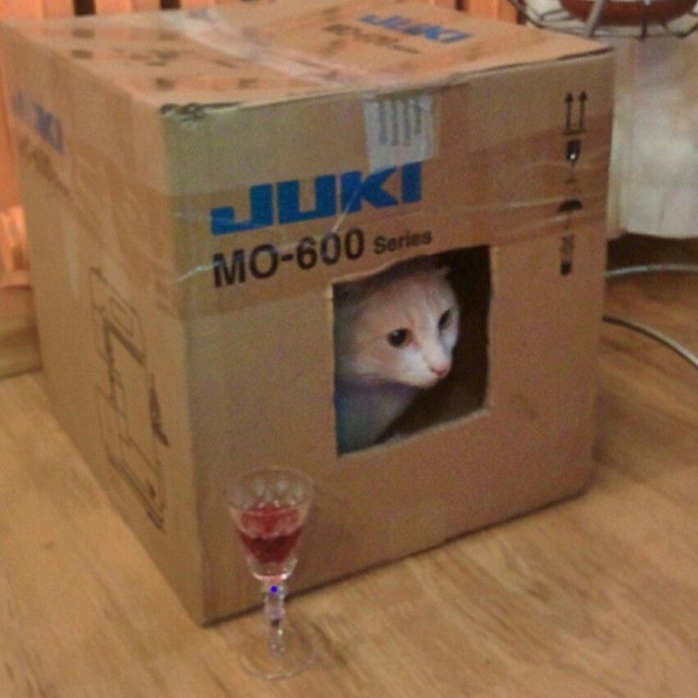  20 животных, в которых каждый узнает себя  