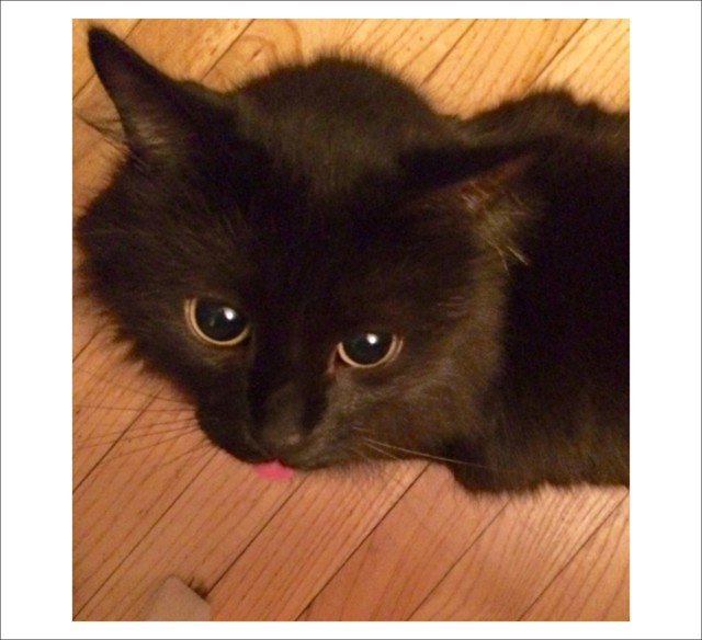 Зверюшки показывают язык