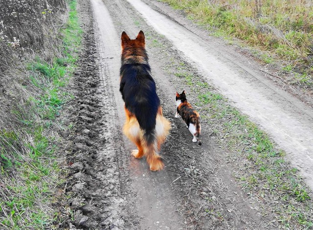 Кошки - самые лучшие друзья собак