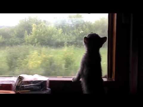 Любопытный котенок