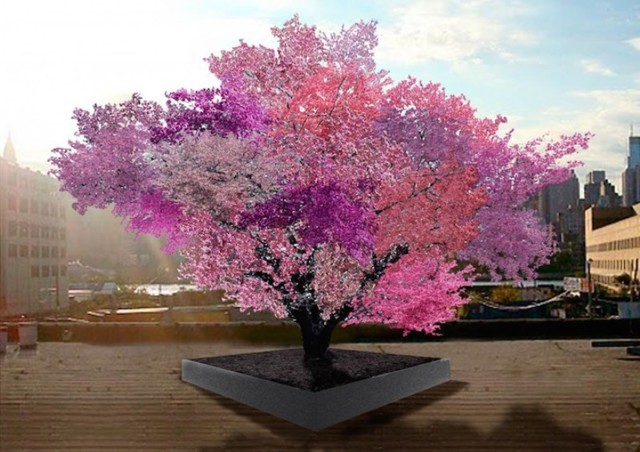 На этом уникальном дереве растет 40 видов фруктов!
