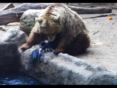 Приколы с животными!