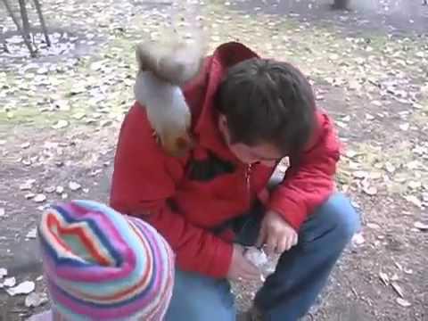 Смелая белочка