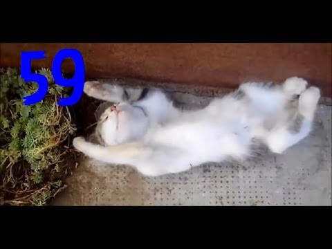 Смешные кошки