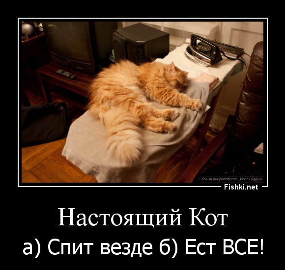 Кот везде. Котик не настоящий. Настоящий кот ест все спит везде. Спит везде.