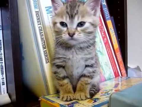 Миленький котенок