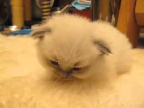Ох,какой няшный котеночек 