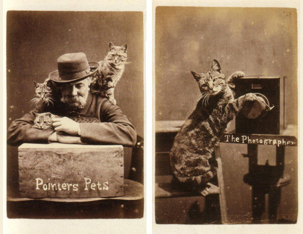 Harry Pointer's Brighton Cats