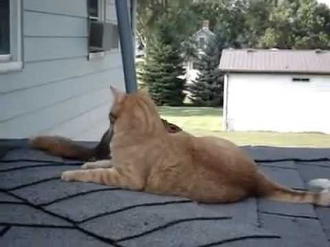 Кот и белочка