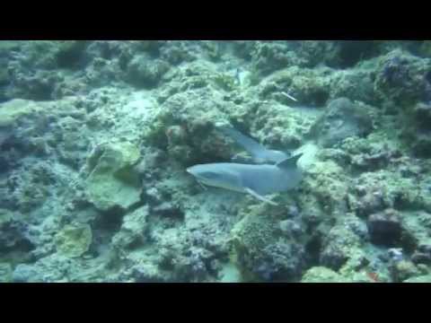  Никогда не сдавайся! 