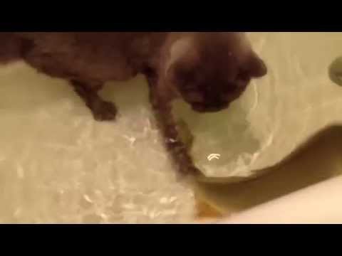 Кот сломался