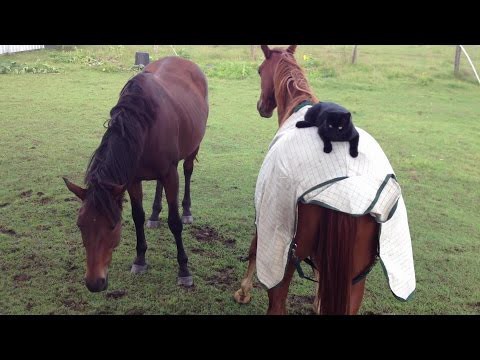 Кот отлично устроился