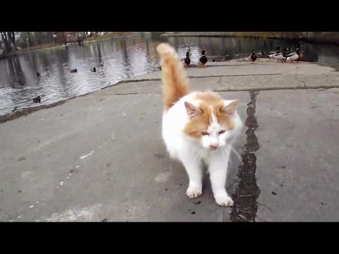  Домашний кот вышел на охоту 