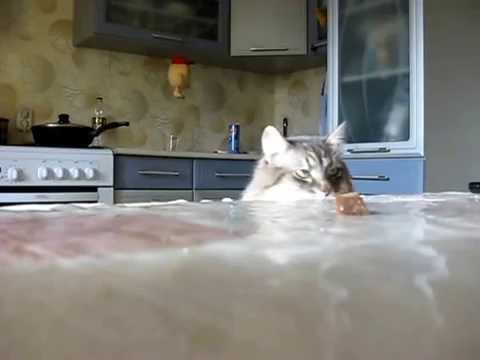 Кот клептоман