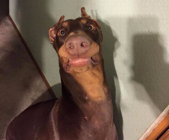 Удивился не на шутку 