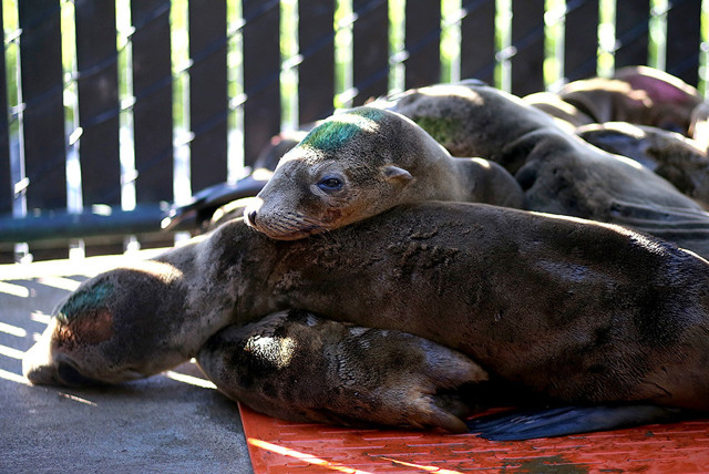 Львиная доля. Нашествие