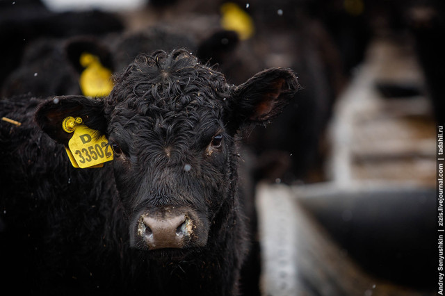 Брянские телочки