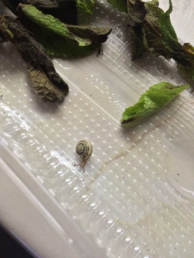 Новая мята с мясом!