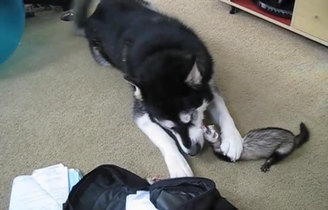 Хорек и Собака