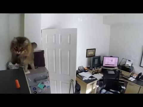 Кошка которая смогла 