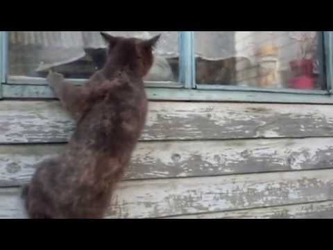 Кошки-скалолазы 