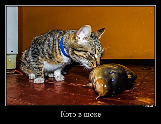 Котэ в шоке