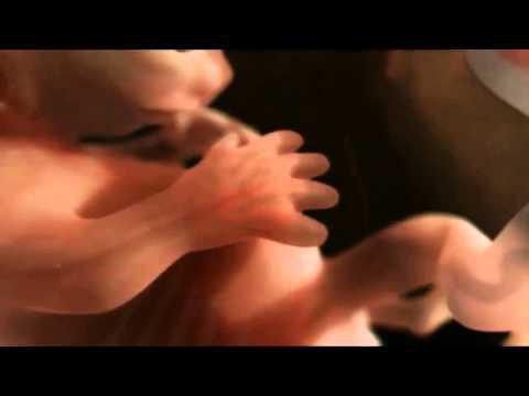 Видео. Как происходит зачатие и развитие ребёнка
