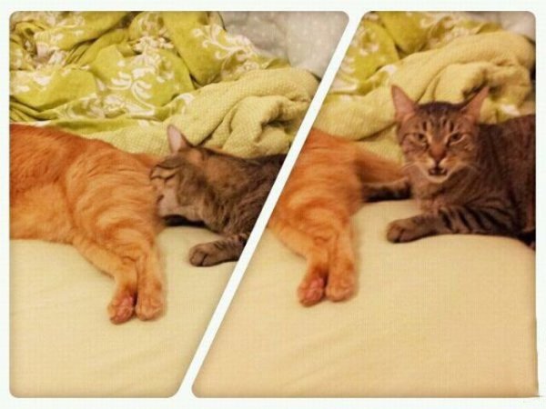 30 веселых фотографий с животными