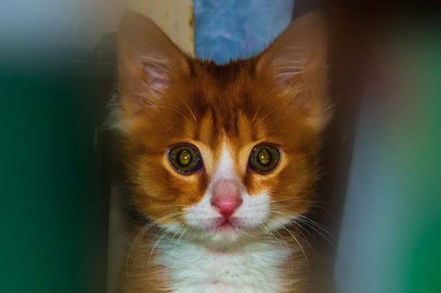 Рыжий монстр