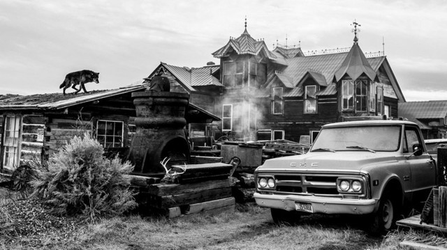 Сюрреалистические фотографии диких животных