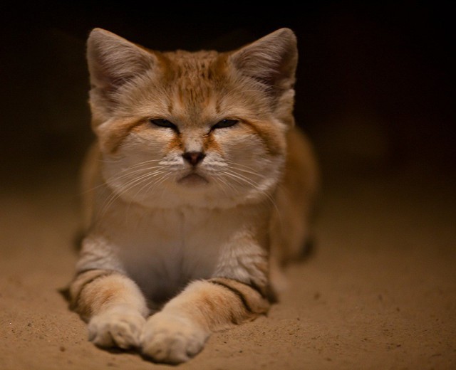 Барханный кот