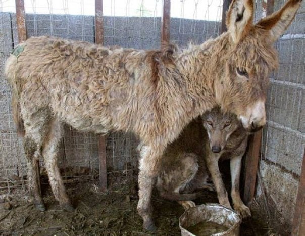 Трогательная история дружбы волка и старого ослика  