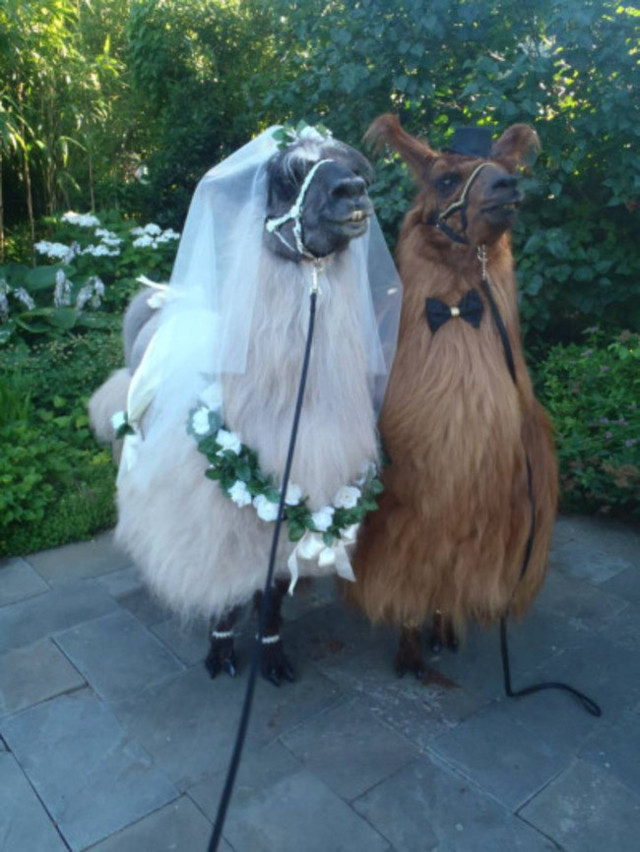 19 животных в свадебных костюмах, которые нашли свою любовь